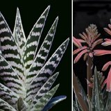Aloe variegata ©JL.jpg